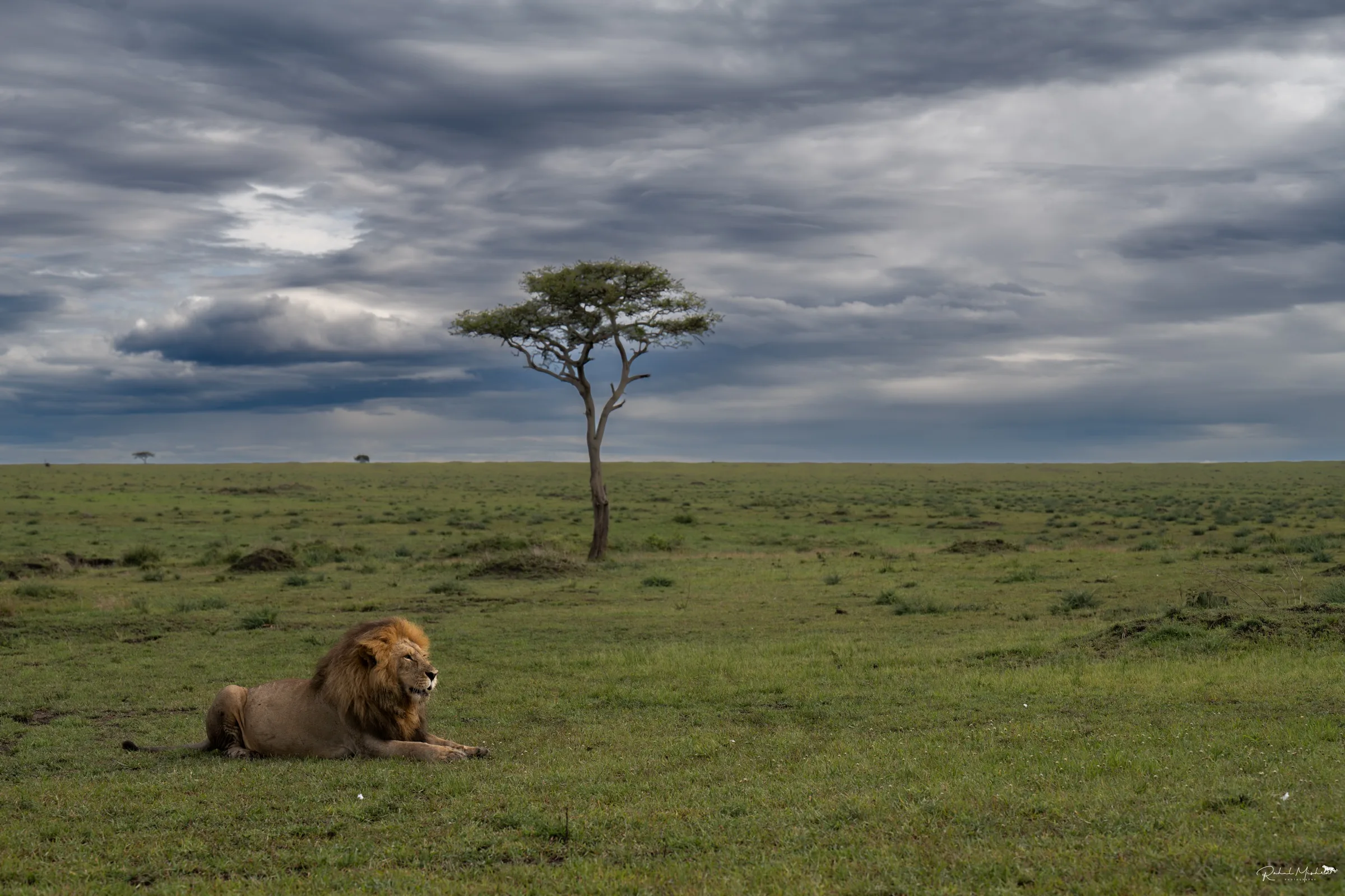 Africa wildlife photography
