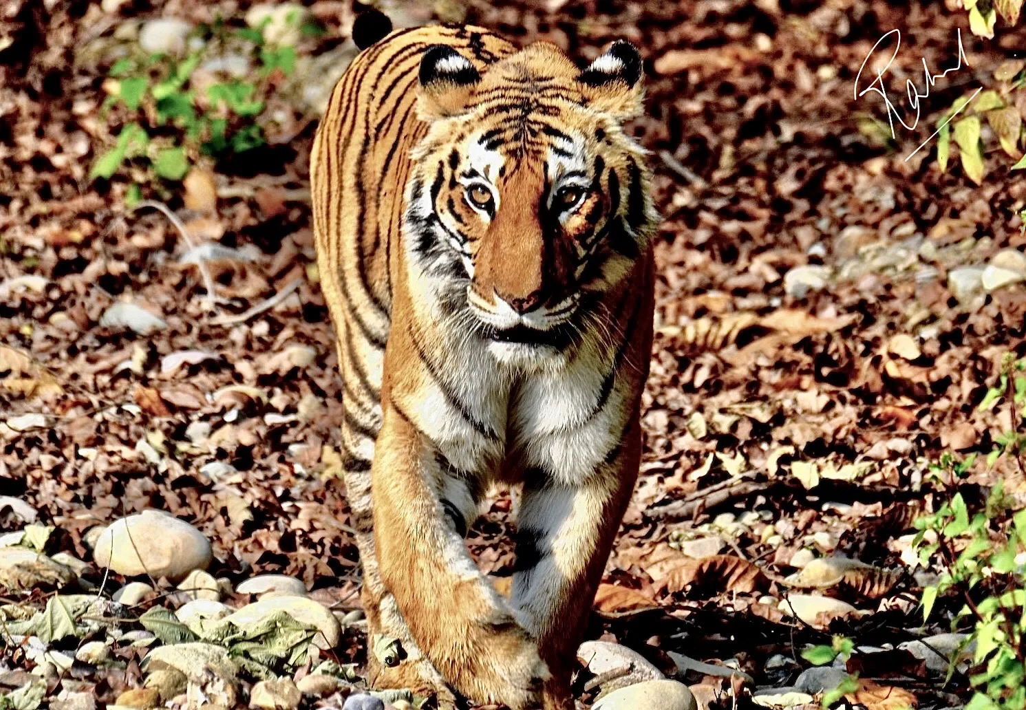Wildlife conservation India