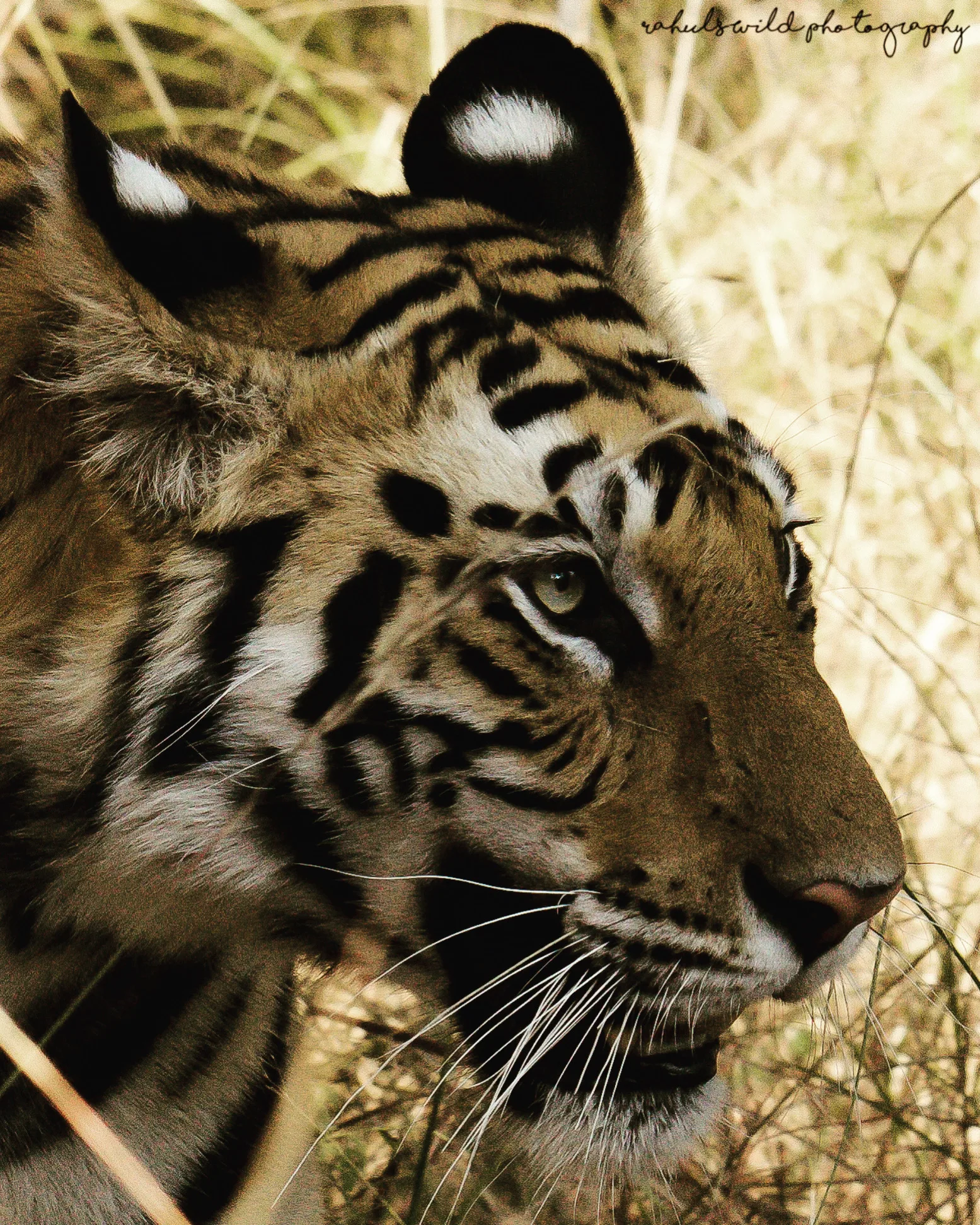 Wildlife conservation background
