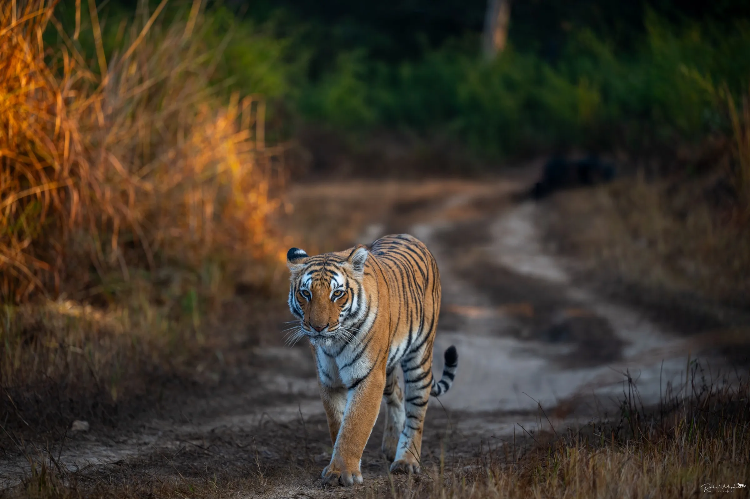 Safari morning at Corbett