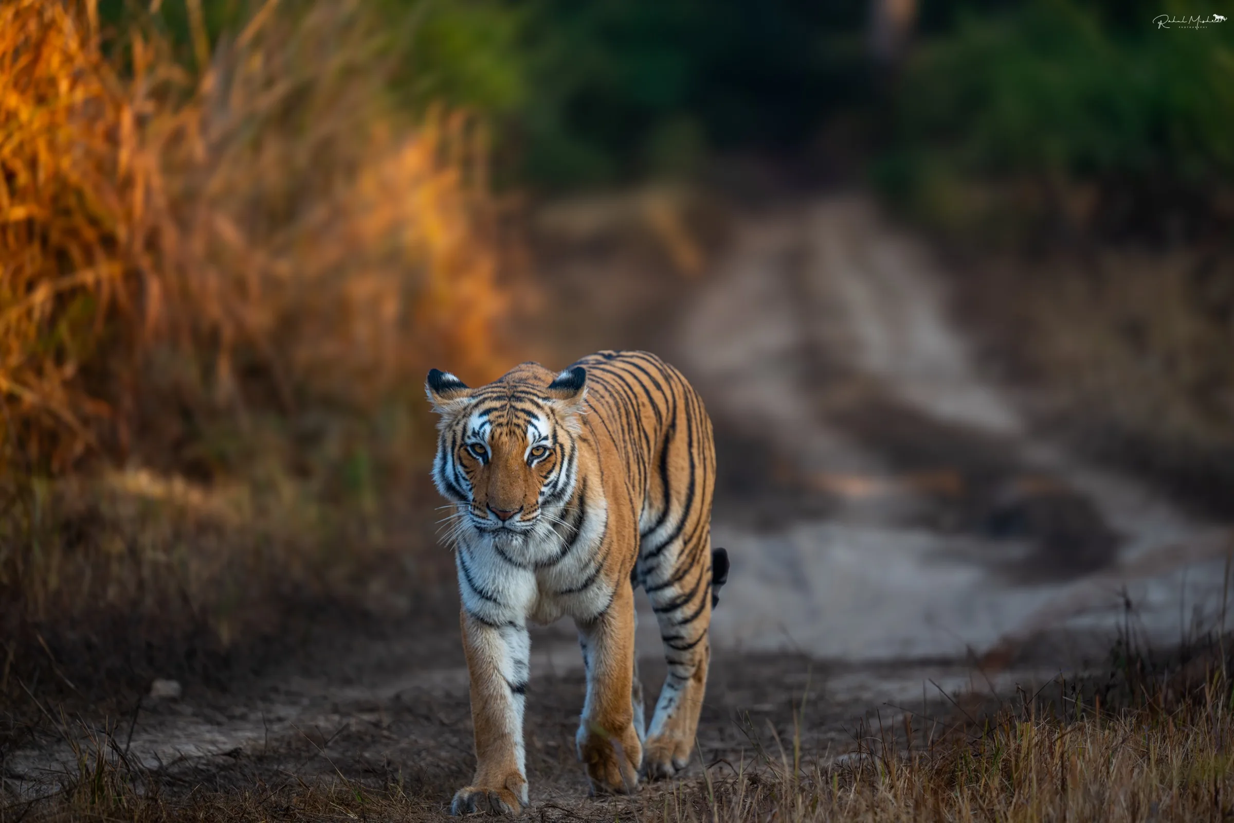 Tiger in Corbett National Park