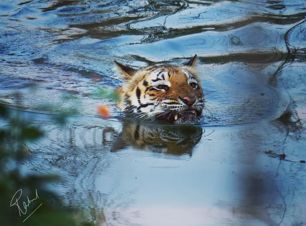 Tiger portrait
