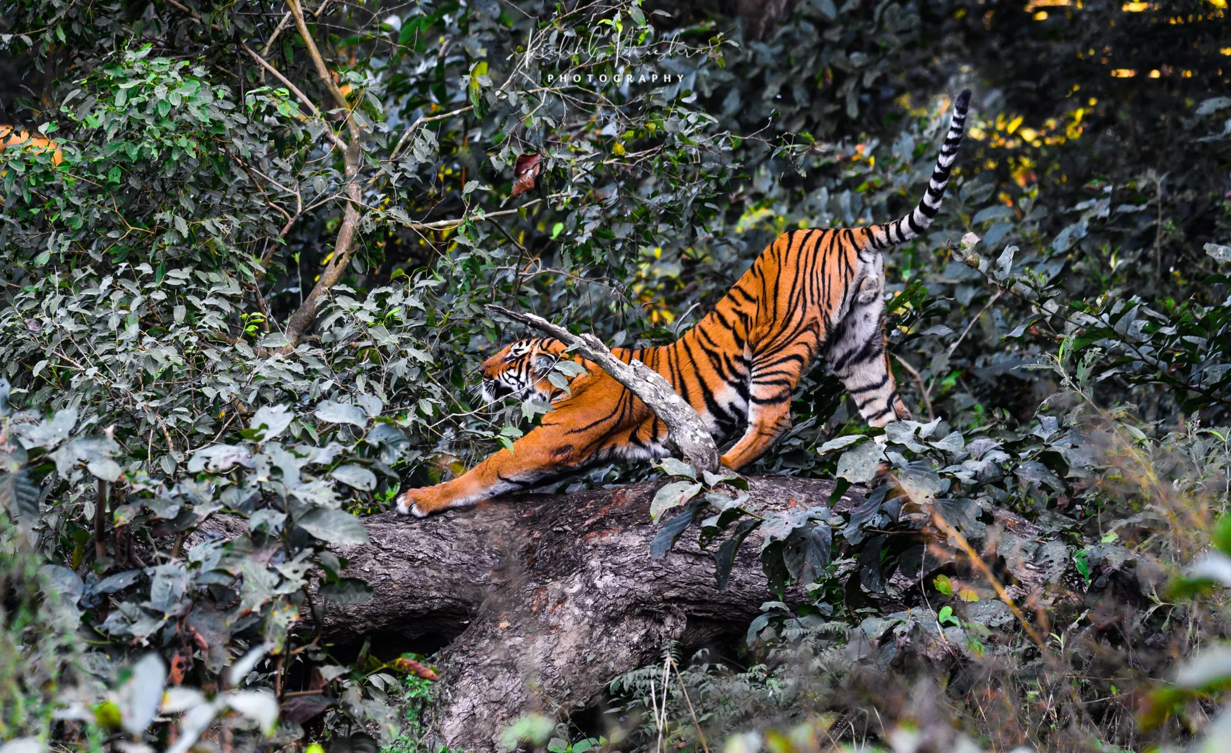 Tiger behaviour — understanding individuality in the wild