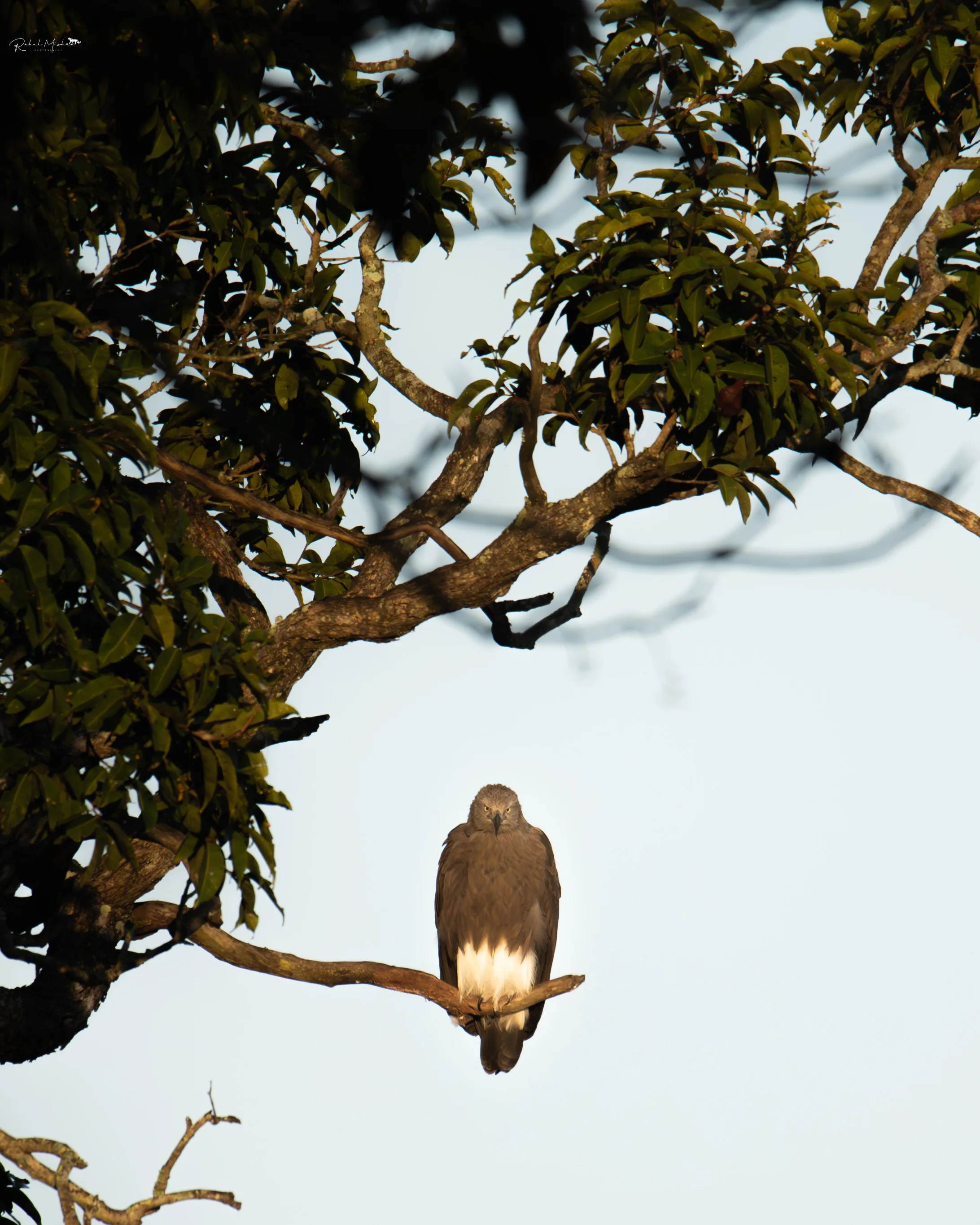 Bird photography India