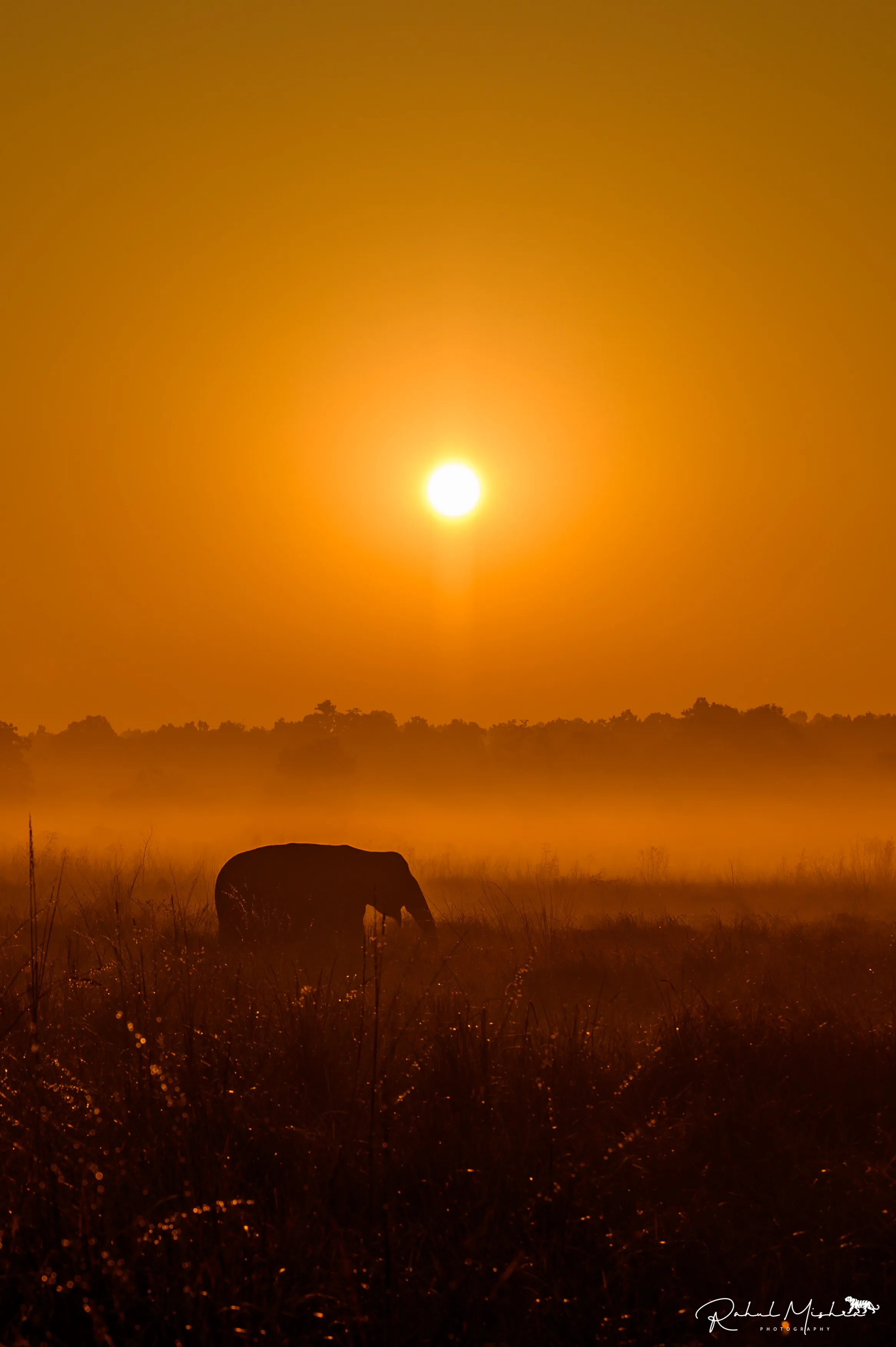 Jungle landscape India