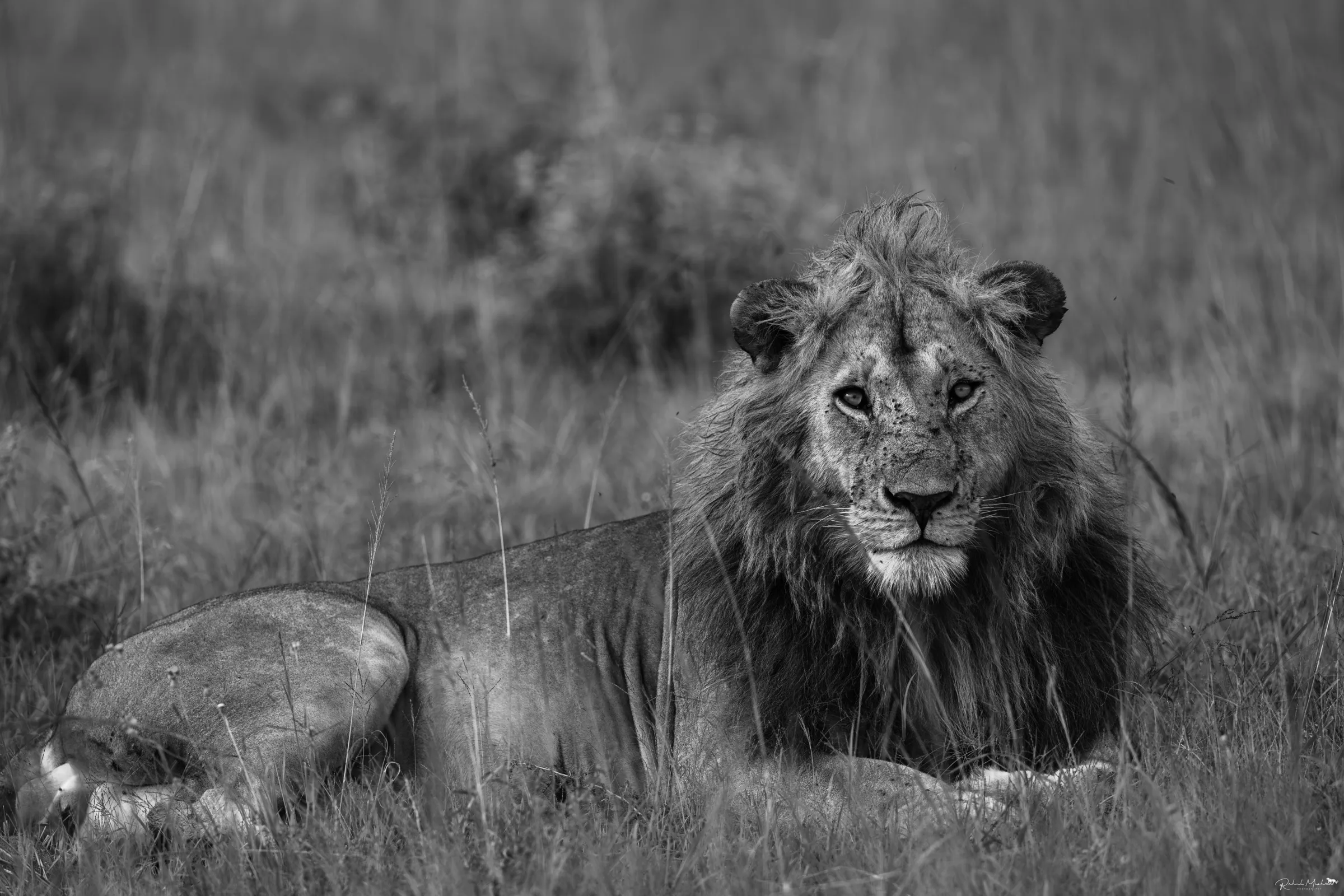 Monochrome wildlife photography