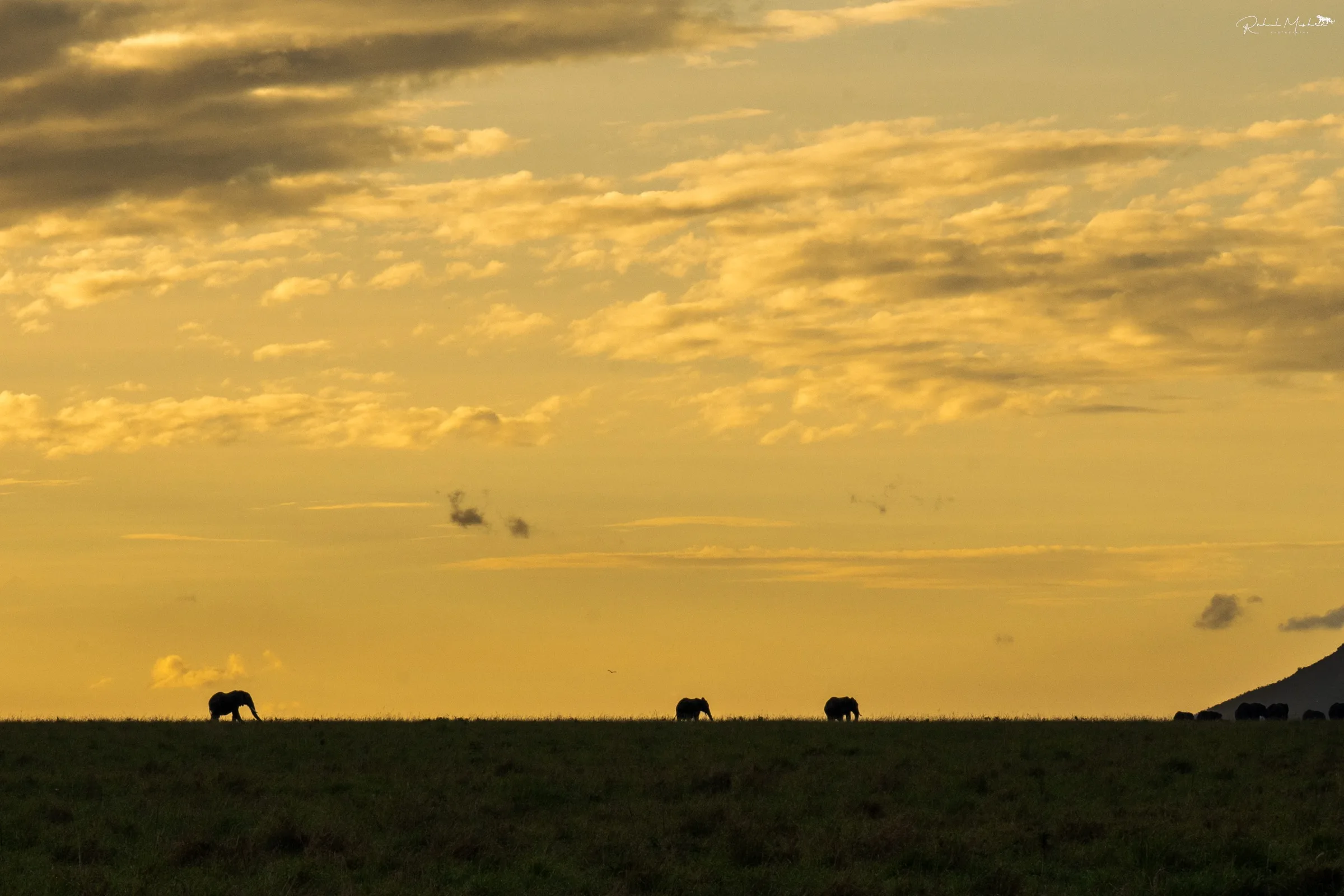 Wildlife silhouette photography